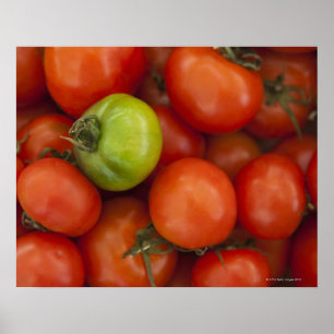 Póster Os tomates vermelhos e verdes com o a para a venda