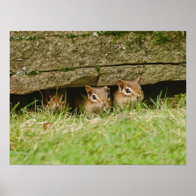 Póster os três amigos (Frente)