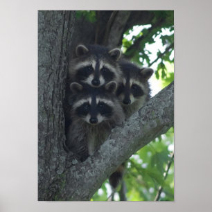 Poster Os Três Amigos