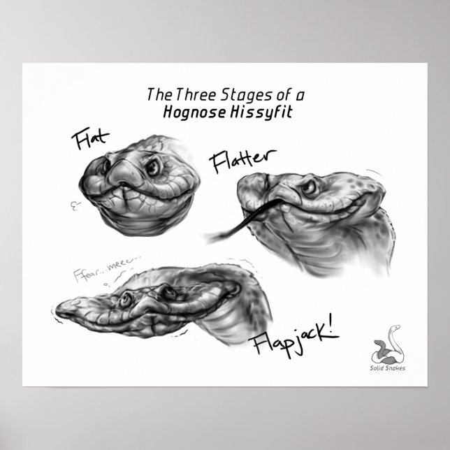 Póster "Os três Palcos de um Hissyfit Hognose" (Frente)