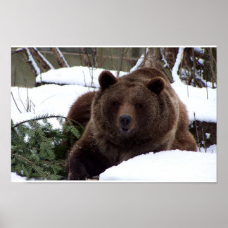 Póster Os Ursos de Berna