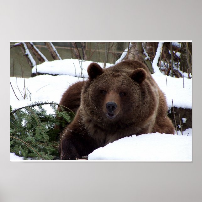 Póster Os Ursos de Berna (Frente)