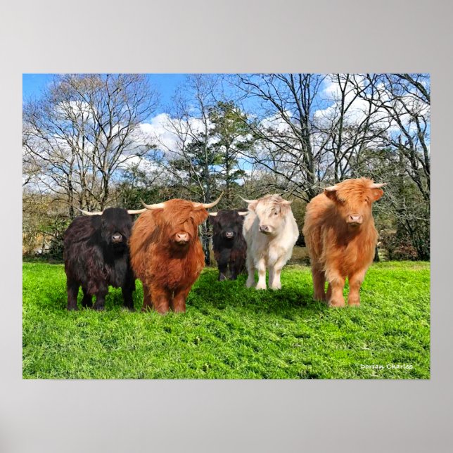 Poster "Os Woolies" (Frente)