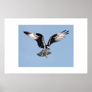Poster Osprey