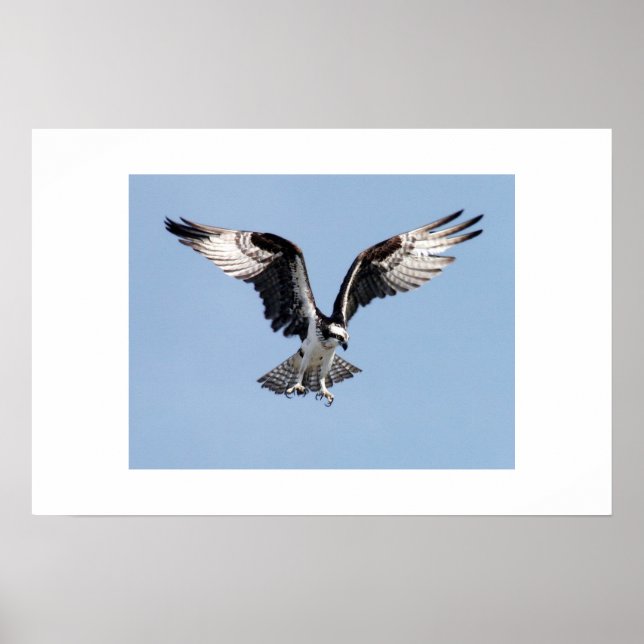 Poster Osprey (Frente)