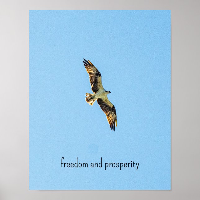 Poster Osprey (Frente)