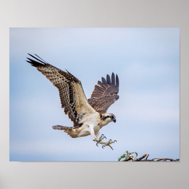 Poster Osprey 14x11 chegando para pouso (Frente)