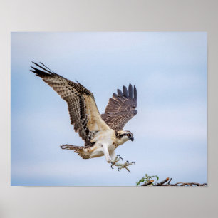 Poster Osprey 14x11 que entra para uma aterragem