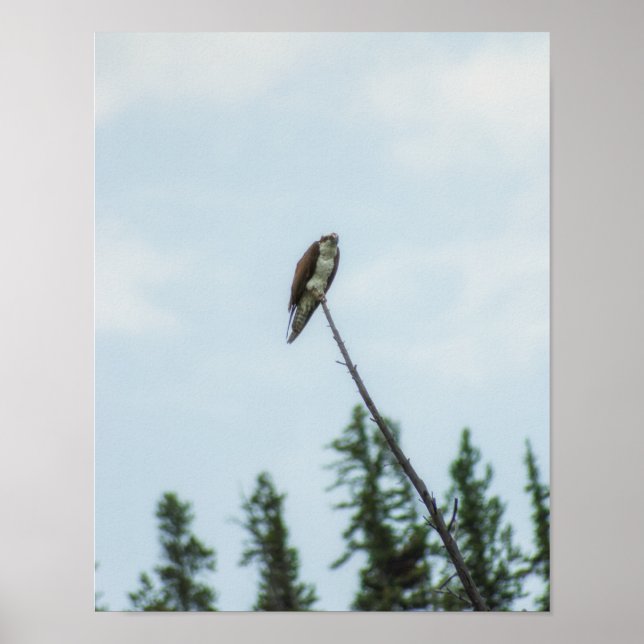 Poster Osprey 9028 (Frente)