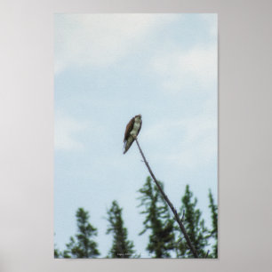 Poster Osprey 9028