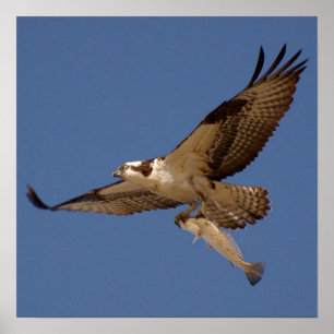Póster Osprey Fisher