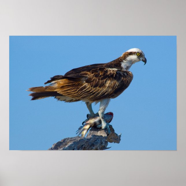 Poster Osprey, Florida (Frente)