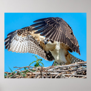 Poster Osprey juvenil 20x16 no ninho