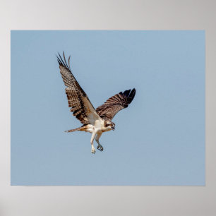 Póster Osprey juvenil em vôo