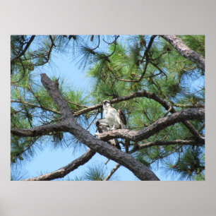 Póster Osprey Na Árvore Pinheira