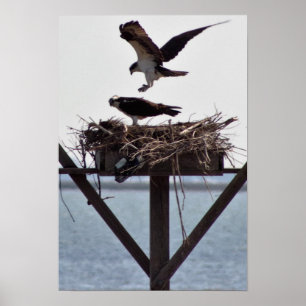 Poster Osprey no ninho
