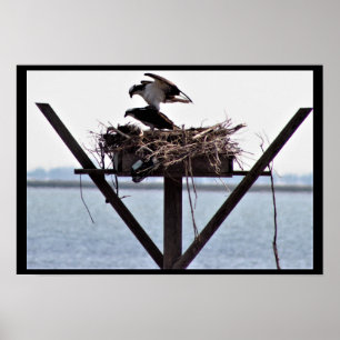 Poster Osprey no ninho