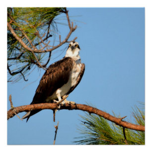 Póster Osprey no selvagem