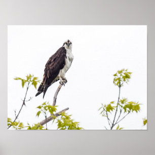 Poster Osprey olhar fixamente
