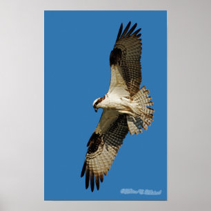 Póster Osprey que paira