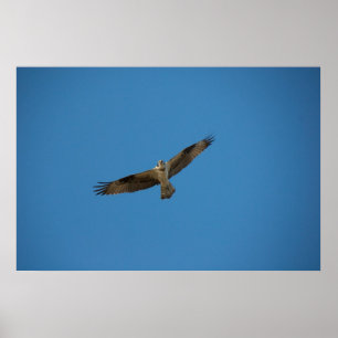 Póster Osprey "rei do rio inoperante "