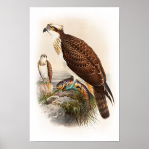 Póster Osprey Sea Hawk John Gould Aves da Grã-Bretanha Ex