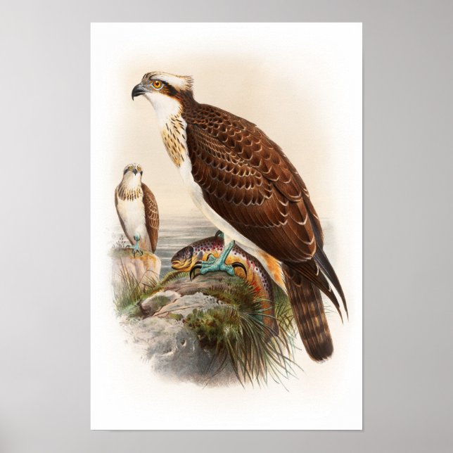 Póster Osprey Sea Hawk John Gould Aves da Grã-Bretanha Ex (Frente)
