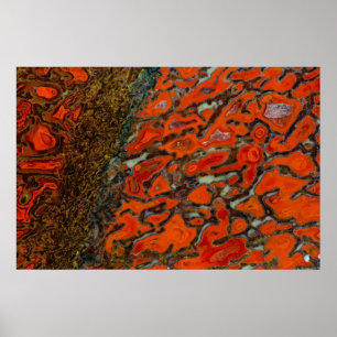 Poster Osso do Dinossauro Petrificado Vermelho