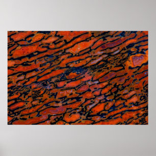 Póster Osso do dinossauro Vermelho Petrificado
