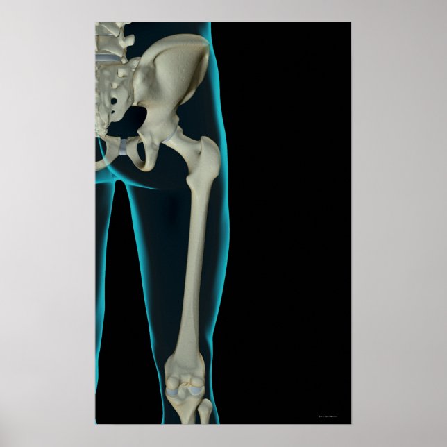 Poster Ossos da anca 2 (Frente)