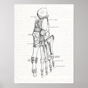 Poster Ossos da arte da anatomia do vintage do pé