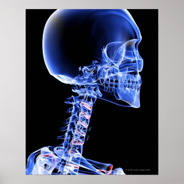 Póster Ossos da cabeça e do pescoço (Frente)