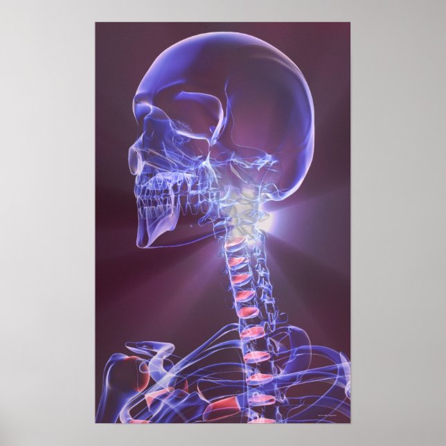 Póster Ossos da cabeça e do pescoço 5 (Frente)