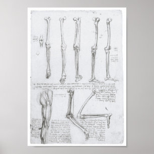 Poster Ossos da extremidade mais baixa, Leonardo da Vinci