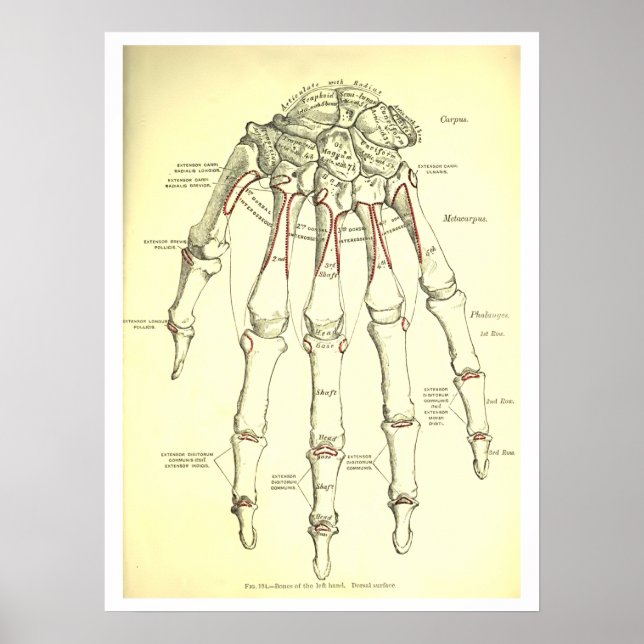 Póster Ossos da Mão da Anatomia Humana Vintage (Frente)
