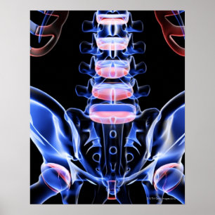 Poster Ossos da parte traseira mais baixa 5