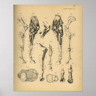 Poster Ossos da Perna do Cavalo Anatomia Muscular 1908 Vi