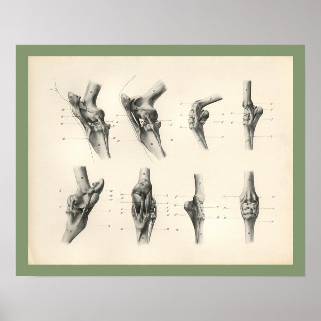 Poster Ossos da perna do cavalo Juntas Anatomia Veterinár (Frente)