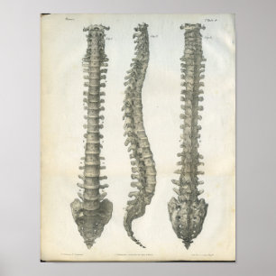 Póster Ossos da quiroterapia da coluna vertebral