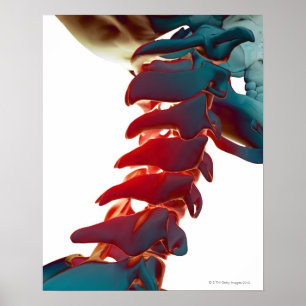 Poster Ossos de pescoço