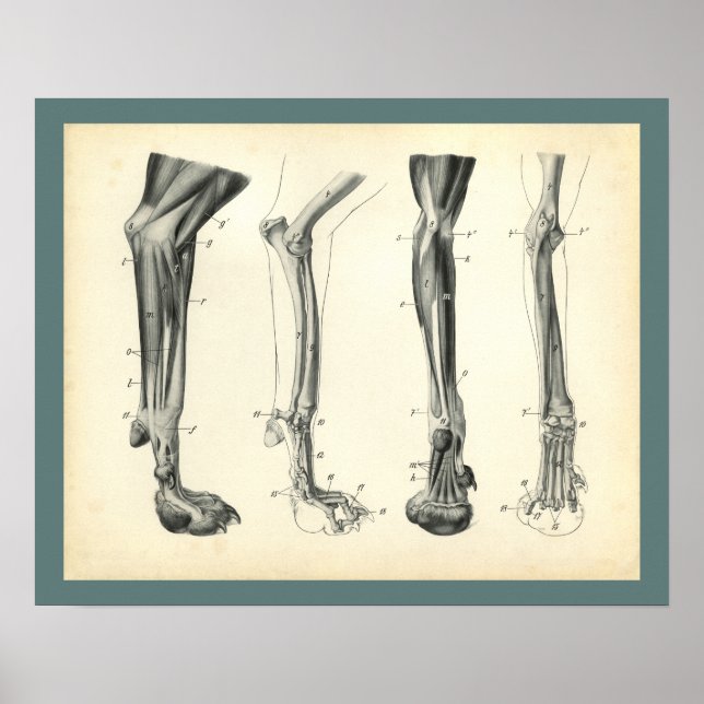 Póster Ossos do Cão Músculos Anatomia Veterinária Impress (Frente)