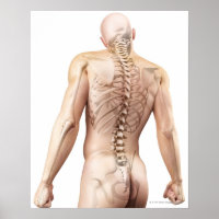 Ossos do Corpo Superior 2