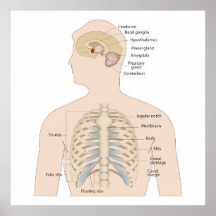 Poster Ossos do peito humano