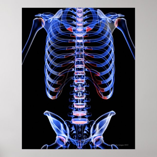 Póster Ossos do tronco 2 (Frente)