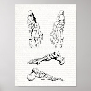 Póster Ossos humanos da anatomia da arte médica velha do