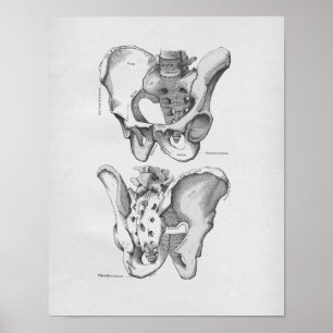 Póster Ossos pélvicos da ilustração da anatomia do