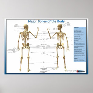 Poster Ossos principais do corpo