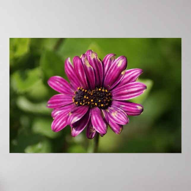 Póster Osteospermum / Dimorphotheca mutante (Frente)