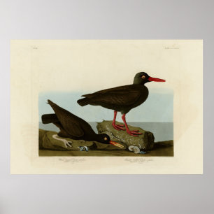 Poster Ostra-de-pernas brancas, Audubon Birds América