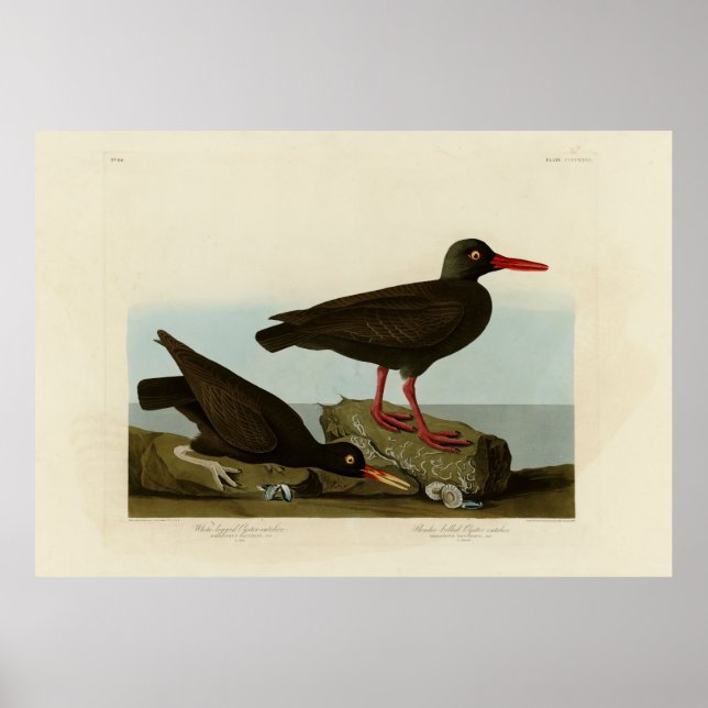 Poster Ostra-de-pernas brancas, Audubon Birds América (Frente)